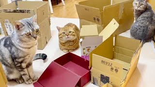猫が大好きなダンボールをたくさん置いた結果...