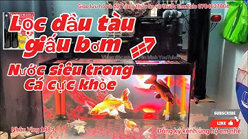 Lọc Đầu Tàu Giấu Bơm Hiệu Quả Kết Hợp Ống Lắng - Hồ Cá Chép Phi Tần Đẹp.Hồ Của Anh Thuận Bình Chánh.