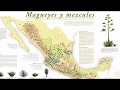 What is mezcal? MEZCAL EXPLAINED IN 5 MINUTES