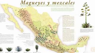 What is mezcal? MEZCAL EXPLAINED IN 5 MINUTES