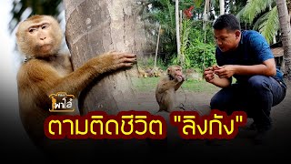 ตามติดชีวิต "ลิงกัง" | Paloe/พาโล้