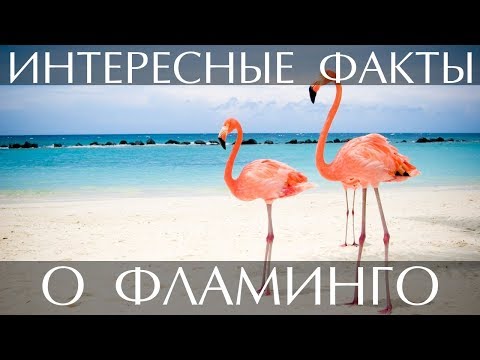 Видео: Фламинго (птица): кратко описание, характеристики и интересни факти