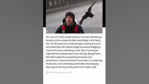 A Swedish city plans on using Crows to pick up Cigarettes Butts Liter