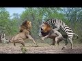 WATCH NOW!!! Zebra Killing Lion - The Animals Attack Lion vs Tiger