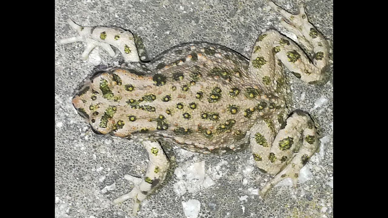 Green toad (Bufotes viridis) in Greece