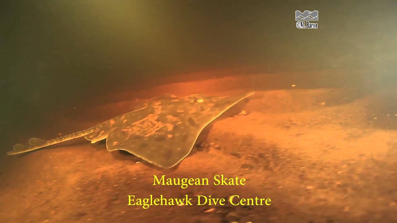 Maugean Skate (Zearaja maugeana) an extremely rare fish endemic to