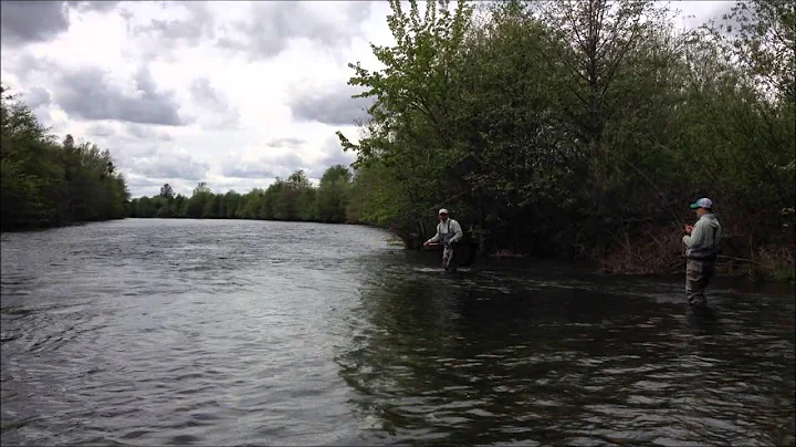 Feather River Steelhead