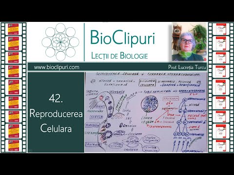 42. Reproducerea celulară și formarea spermatozoizilor