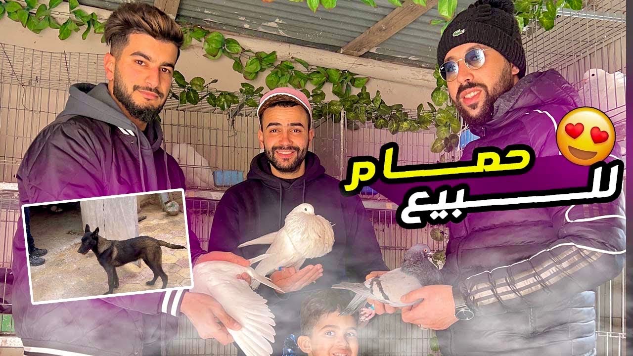 زيارة عند مربي حمام في وجدة 🕊️ تفاجئت ب كلب  🐕😍