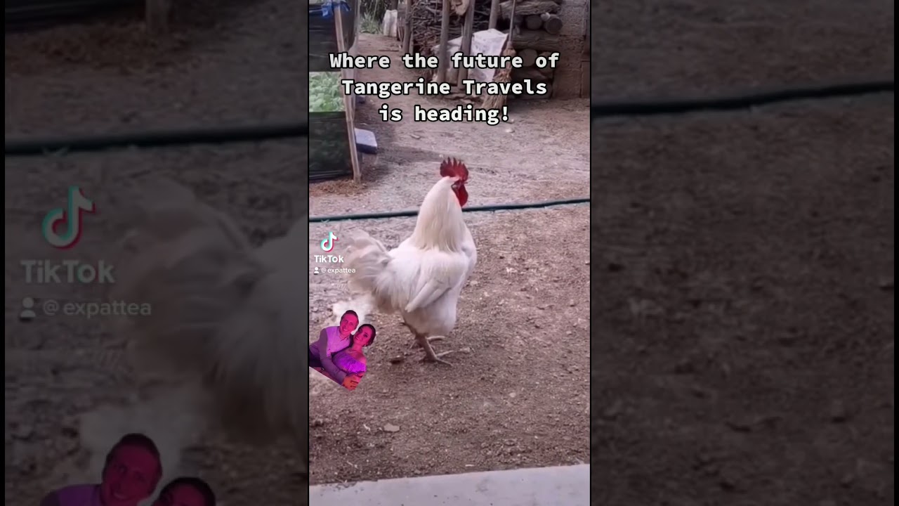 Tangerine Travels dude hanging on tight! 