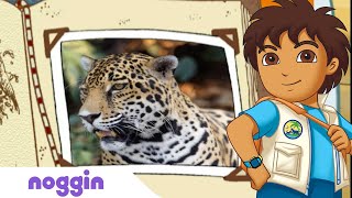 Let's Learn About A Jaguar w/ Diego | Noggin