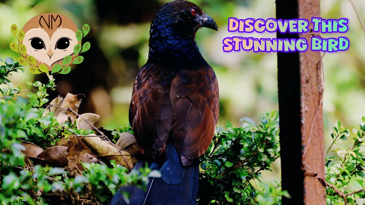 Удивительная большая шпорцевая кукушка 