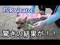 FURminator｜ファーミネーター使ってみた！｜驚きの結果が・・・！！