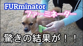 FURminator｜ファーミネーター使ってみた！｜驚きの結果が・・・！！