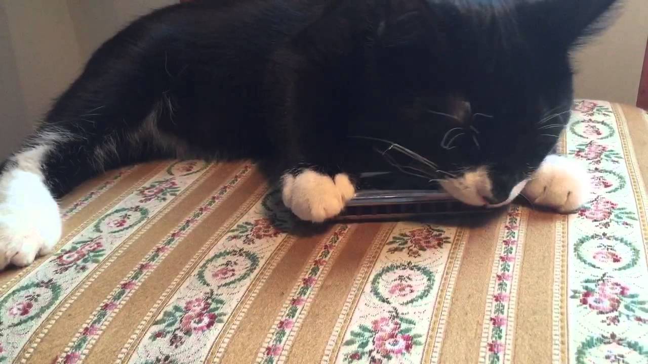 Cat playing harmonica YouTube