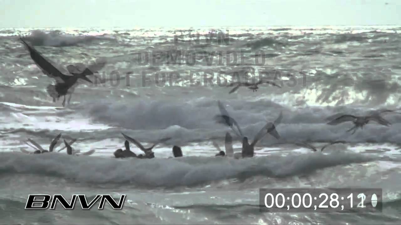 11/30/2008 HD PelicansDiving