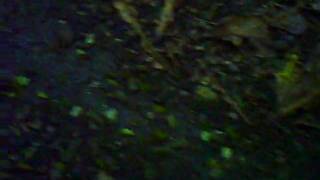 PICT0159.AVI
