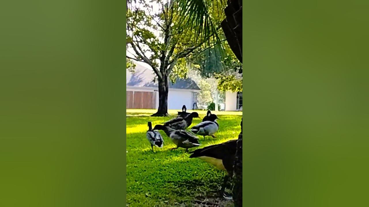 drake vs. drake🦆 YouTube