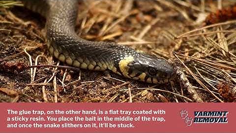 Top Snake Traps That Actually Work - Protect Your Home and Garden!