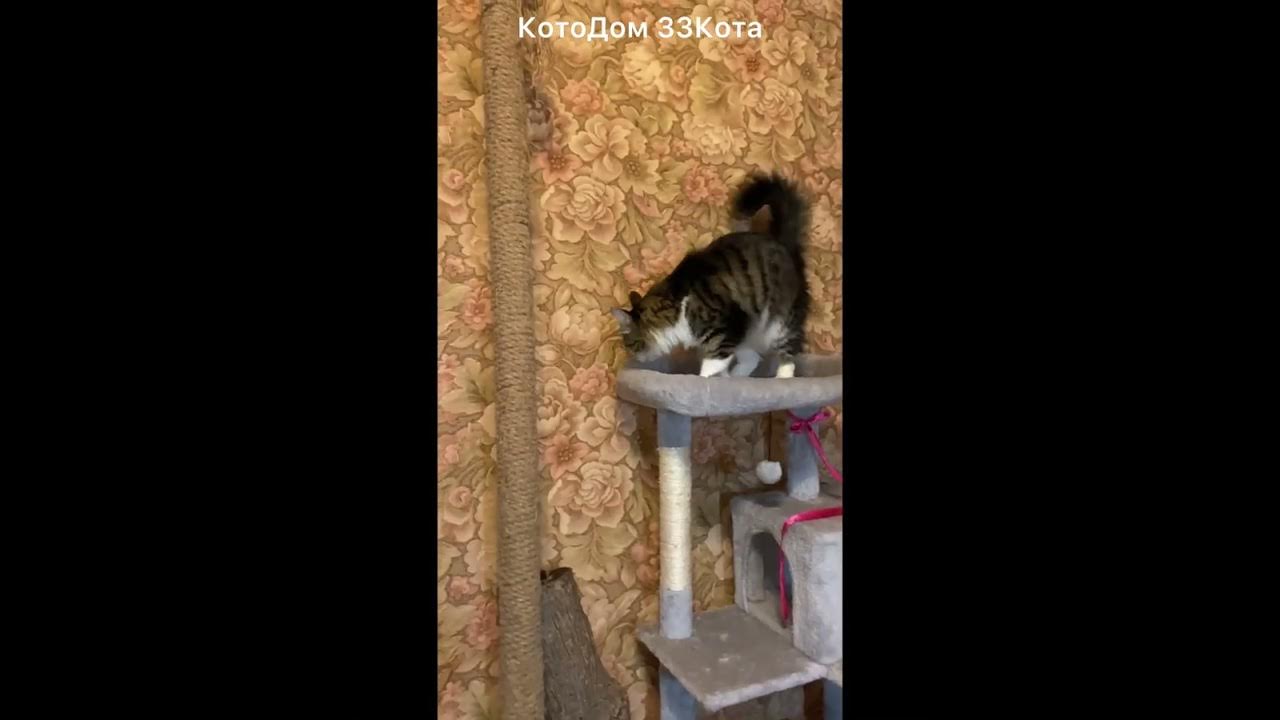 Вася -Лапушонок. У Васи повышенная прыгучесть) , любит высоту, наверное ...