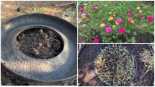 Using used car tire for rose moss / planting technique