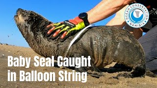 Baby Seal Caught in Party Balloon Ribbon