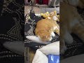 沖縄のアイドル猫!タオル屋のみーちゃん16歳に会って推し活してきた #沖縄旅行 #観光