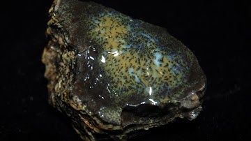 Dendritic Opal Rough 350 Crt Natural