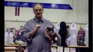 British Longhair cats from cattery Diva Catitta*LT, in British Breed Show, Baltic Cup 2012