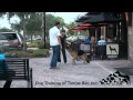 Dog Training Lakeland Dog Training Lakeland