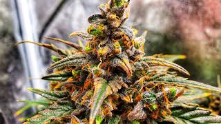 Topy Farmera 💚