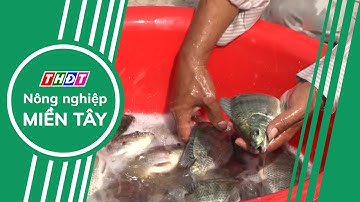 Rộng đường xuất khẩu cá rô phi | Nông nghiệp Miền Tây