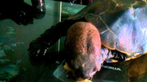 RÙA SA NHÂN ĂN CHUỐI - TUẤNZ VIP