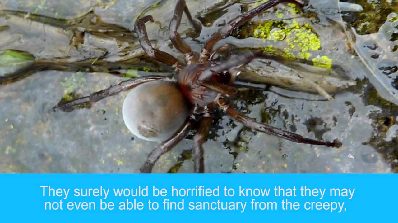 Terrifying Sea Creatures That Actually Exist - YouTube