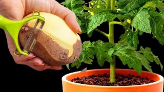 I REALLY WONDERFUL! IN 1 DAY Tomatoes and Peppers have a stem thicker than a FINGER! I water it with
