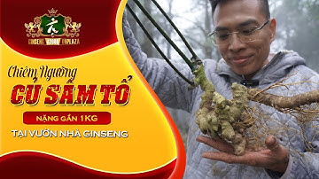 CỤ SÂM TỔ NẶNG GẦN 1 KG TRỒNG TẠI VƯỜN NHÀ GINSENG A2000 CẢ VIỆT NAM CÒN 1 CỦ TƯƠI
