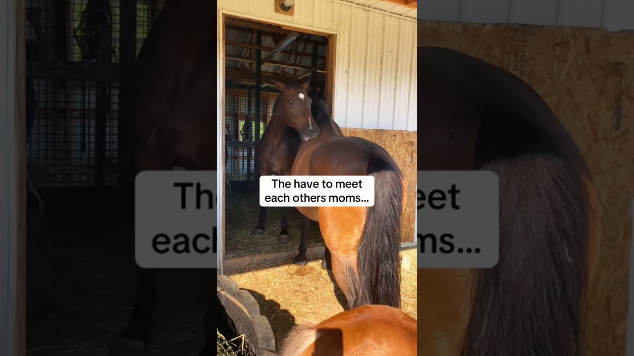 🐴😘❤️ a foal eating with  mom hehehe  