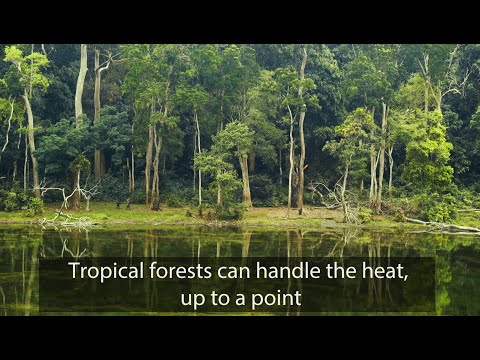 Tropical forests can handle the heat, up to a point