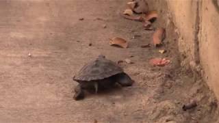 How to care for a Diamondback Terrapin Turtle
