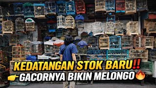 Download Lagu BIKIN MELONGO‼️ STOK BARU MENDARAT DI KIOS KECIL INI SEMUA GACOR DOR‼️ PANTES DI UBER SEMUA ORANG 🔥 MP3