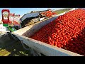 Tomatoes Harvesting Machine - Tomato Processing in Factory - How it made Canned Tomato, ketchup