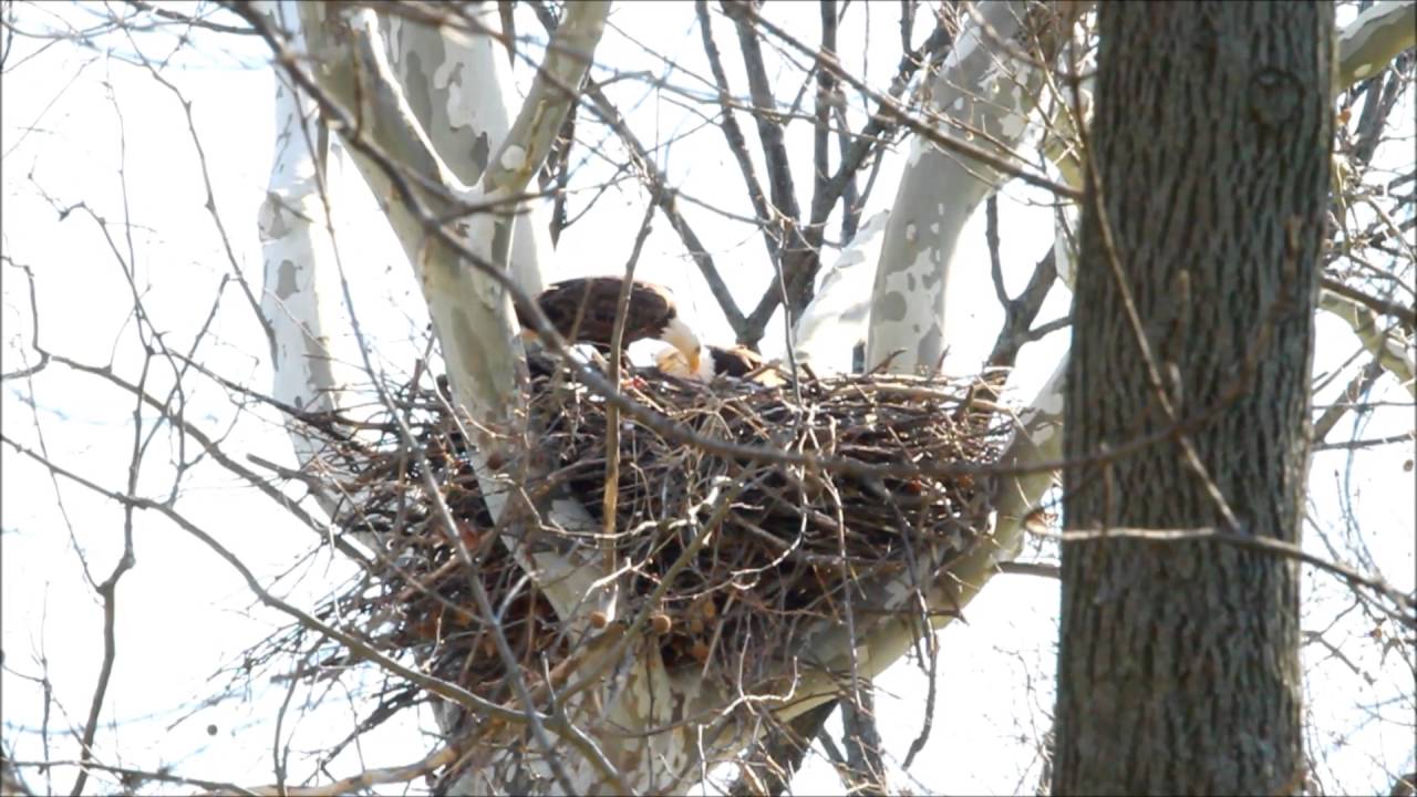 video phone beyonce mp3 Greenfield Eagle Watch 4-16-2016