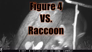 Bushcraft - Primitive Deadfall Trap (Figure 4 vs. Raccoon) #bushcraft #trap #primitive #survival