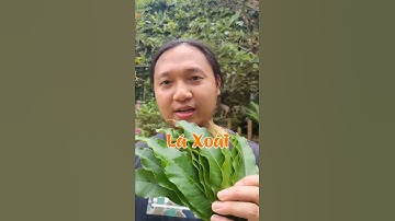 Công dụng Lá xoài #shorts