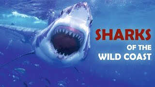 Sharks of the Wild Coast / Documentary [12+]