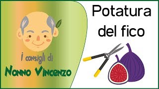 POTATURA ALBERO DI FICO