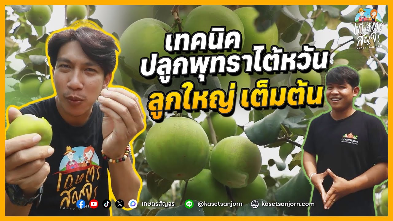 เทคนิคปลูกพุทราไต้หวัน ให้ลูกใหญ่ ดกเต็มต้น จากไร่ข้างบ้าน | เกษตรสัญจร