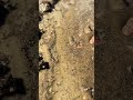 The great melt has begun #home #asmr #spring #water #mountains #melting #slowmotion #river