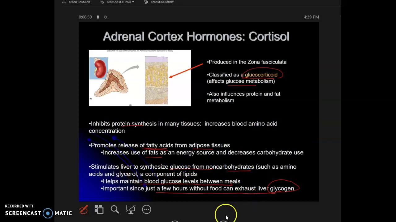The Adrenal Glands - YouTube