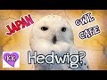 Owl Cafe in Japan with My Kawaii Family